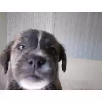 Foto dell\'animale COMUNE DI TERZIGNO - 380260042709227