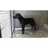 Foto dell\'animale COMUNE DI POMPEI - 380260042718183