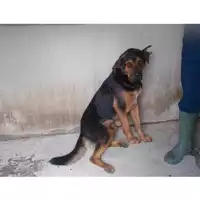 Foto dell\'animale COMUNE DI TERZIGNO - 380260042715256