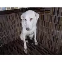 Foto dell\'animale COMUNE DI TERZIGNO - 380260042759562