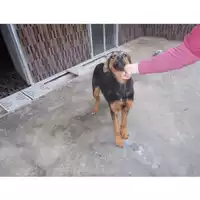Foto dell\'animale COMUNE DI OTTAVIANO - 380260043089698