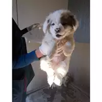 Foto dell\'animale COMUNE DI OTTAVIANO - 380260043096351
