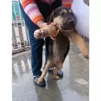 Foto dell\'animale COMUNE DI OTTAVIANO - 380260043083366