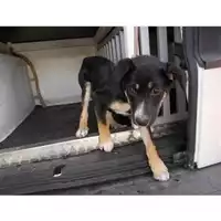 Foto dell\'animale COMUNE DI TERZIGNO - 380260043095248