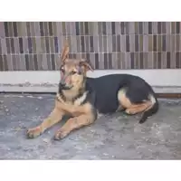 Foto dell\'animale COMUNE DI TERZIGNO - 380260043096917