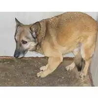Foto dell\'animale COMUNE DI CANOSA DI PUGLIA - 982009102175607