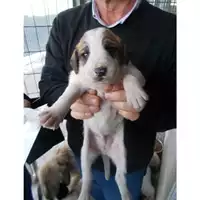 Foto dell\'animale COMUNE DI TERZIGNO - 380260043094922