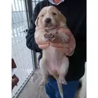 Foto dell\'animale COMUNE DI TERZIGNO - 380260043095334