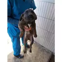 Foto dell\'animale COMUNE DI SAN GIUSEPPE VESUVIANO - 380260043094719