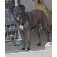 Foto dell\'animale COMUNE DI SAN GIUSEPPE VESUVIANO - 380260043094719