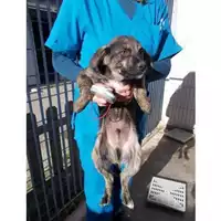 Foto dell\'animale COMUNE DI SAN GIUSEPPE VESUVIANO - 380260043094590