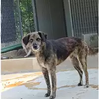 Foto dell\'animale COMUNE DI SAN GIUSEPPE VESUVIANO - 380260043094590