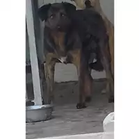 Foto dell\'animale COMUNE DI SAN GIUSEPPE VESUVIANO - 380260043096034