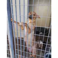 Foto dell\'animale COMUNE DI SAN GIUSEPPE VESUVIANO - 380260043095028