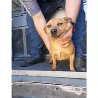 Foto dell\'animale COMUNE DI SAN GIUSEPPE VESUVIANO - 380260042343538