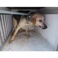Foto dell\'animale COMUNE DI SAN GIUSEPPE VESUVIANO - 380260042669499