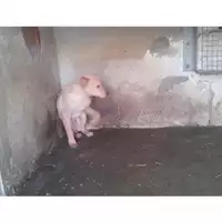 Foto dell\'animale COMUNE DI SAN GIUSEPPE VESUVIANO - 380260042670056