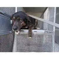 Foto dell\'animale COMUNE DI SAN GIUSEPPE VESUVIANO - 380260042394015