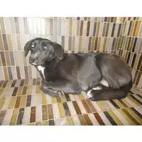 Foto dell\'animale COMUNE DI TERZIGNO - 380260043095787