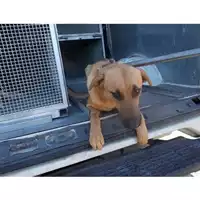Foto dell\'animale COMUNE DI SAN GIUSEPPE VESUVIANO - 380260043964327