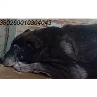 Foto dell\'animale COMUNE DI SAN GIUSEPPE VESUVIANO - 380260010304043