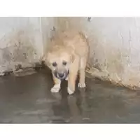 Foto dell\'animale COMUNE DI SAN GIUSEPPE VESUVIANO - 380260043091737