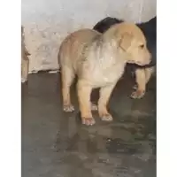 Foto dell\'animale COMUNE DI SAN GIUSEPPE VESUVIANO - 380260043092150