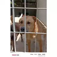 Foto dell\'animale COMUNE DI SAN GIUSEPPE VESUVIANO - 380260043092150