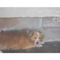 Foto dell\'animale COMUNE DI SANT'EGIDIO DEL MONTE ALBINO - 380260042781072