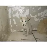 Foto dell\'animale COMUNE DI TERZIGNO - 380260043095281