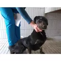 Foto dell\'animale COMUNE DI TERZIGNO - 380260043096937