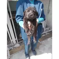 Foto dell\'animale COMUNE DI SAN GIUSEPPE VESUVIANO - 380260043072673