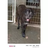 Foto dell\'animale COMUNE DI SAN GIUSEPPE VESUVIANO - 380260043072673
