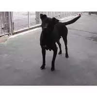 Foto dell\'animale COMUNE DI POMPEI - 380260042350861