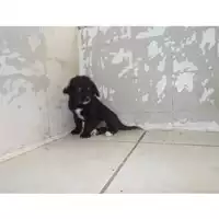 Foto dell\'animale COMUNE DI POMPEI - 380260043072662