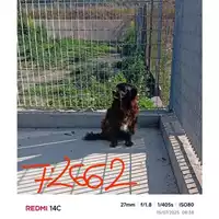 Foto dell\'animale COMUNE DI POMPEI - 380260043072662