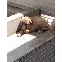Foto dell\'animale COMUNE DI TERZIGNO - 380260043072647