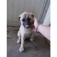Foto dell\'animale COMUNE DI TERZIGNO - 380260043072796
