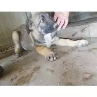 Foto dell\'animale COMUNE DI TERZIGNO - 380260043086277