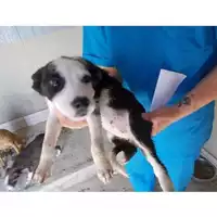Foto dell\'animale COMUNE DI SAN GIUSEPPE VESUVIANO - 380260043091548
