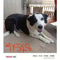 Foto dell\'animale COMUNE DI SAN GIUSEPPE VESUVIANO - 380260043091548