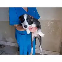 Foto dell\'animale COMUNE DI SAN GIUSEPPE VESUVIANO - 380260043092278