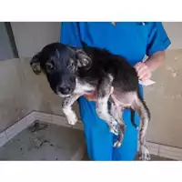 Foto dell\'animale COMUNE DI SAN GIUSEPPE VESUVIANO - 380260043086465