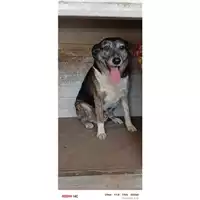 Foto dell\'animale COMUNE DI SAN GIUSEPPE VESUVIANO - 380260043086465