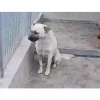 Foto dell\'animale COMUNE DI SAN GIUSEPPE VESUVIANO - 380260043091510