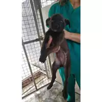 Foto dell\'animale COMUNE DI TERZIGNO - 380260043085560