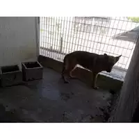 Foto dell\'animale COMUNE DI SAN GIUSEPPE VESUVIANO - 380260043088716