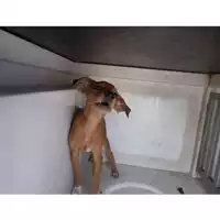 Foto dell\'animale COMUNE DI TERZIGNO - 380260043089136