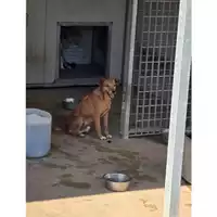 Foto dell\'animale COMUNE DI TERZIGNO - 380260043089136
