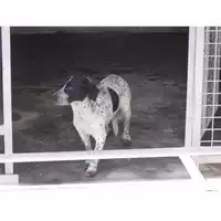 Foto dell\'animale COMUNE DI OTTAVIANO - 380260043089323